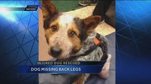 Petco pet stores in las vegas, nv offer a wide selection of top quality products to meet the needs of a variety of pets. Remarkable Recovery Dog Found Walking On Leg Bones