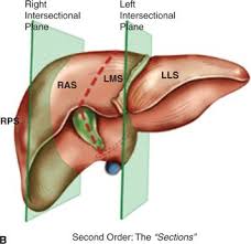In humans, it is located in the right upper quadrant of the abdomen, below the diaphragm. Liver And Biliary Anatomy Oncohema Key