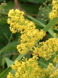 Image result for Galium verum