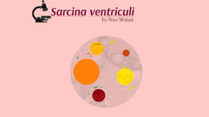 A synthesizer of microbial cellulose, various members of the genus are human flora and may be found in the skin and. Sarcina Ventriculi By Raja Widad
