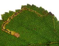 Image result for Stigmella confusella
