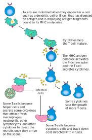 Cytokines are peptides and cannot cross the lipid bilayer of cells to enter the cytoplasm. T Cell Wikipedia