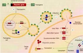 Lentiviral Vectors Page 2