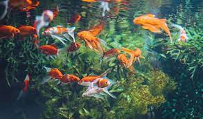 Nov 14, 2020 · a really easy way to properly aerate your tank is to add more plants to your tank. How To Oxygenate A Fish Tank Without A Pump Aquatic Eden