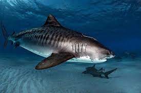 Pin On Fins