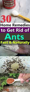 30 Natural Home Remedies To Get Rid Of Ants From Home Garden Balcony Garden Web
