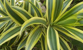 Image result for Dracaena fragrans