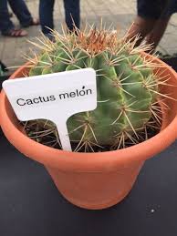 Empleada de costa farms prepara arreglos de suculentas que luego serán enviados a tiendas a través de los estados unidos, canadá y puerto rico. Suculentas Y Cactus Agrochic Gardening Inspiration Advice
