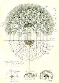Dandelion Structure Dandelion Art Geometry Art Botanical Drawings
