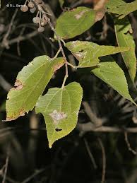 Image result for Grewia mildbraedii