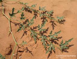 Image result for Lophiocarpus polystachyus