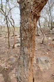 Image result for Terminalia mollis