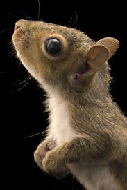 Squirrels National Geographic