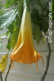 However, every part of this plant is highly poisonous. Brugmansia Hybrid Yellow Angels Trumpet Toptropicals Com