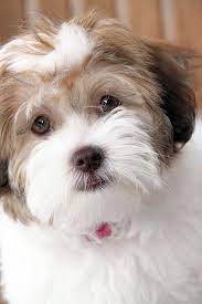 havanese puppies for sale friendly dog breeds havanese puppies for sale havanese puppies
