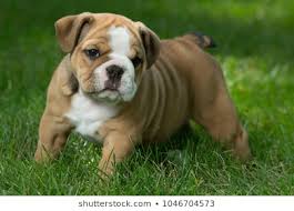 English Bulldog Puppy Images Stock Photos Vectors