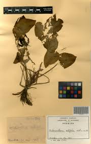 Image result for Heteranthera callifolia