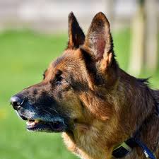 Coated or long stock coat: German Shepherd Coat Care And Grooming Tips Pethelpful