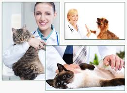 Find an affordable veterinarian near you now. Local Springfield Vet Clinic Red Bank Plains Vet Veterinary Springfield