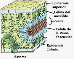 Colorear dibujos recursos escolares e infantiles dibujos para colorear. Respiracion En Los Seres Vivos Investiciencias Com