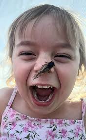 Illinois Cicada Watch: Adorable Child with Cicadas Photo