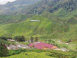 Ladang sungai palas tanah rata, brinchang, 39000 brinchang, pahang, malaisia. Disappointed Don T Visit Boh Sg Palas Tea Centre Is Much Better Cameron Valley Tea House Tanah Rata Traveller Reviews Tripadvisor