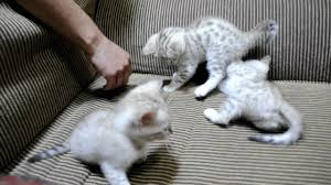 The bengals come in various colors and patterns. Snow Bengal Kittens Youtube