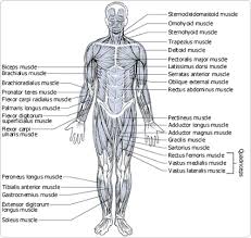 Muscles Front View Muscular System