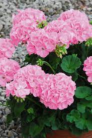 pelargonie sunrise goesta geranien blumen pflanzen