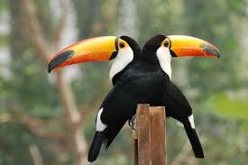 Black Bird With Large Yellow Beak Yellow Beak Toco Toucan Rainforest Animals Puffins Bird