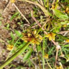 Image result for Schoenoplectiella articulata
