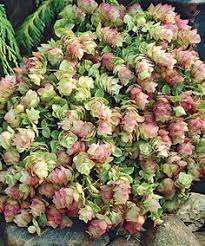 Kent Oregano Is A Perennial Herb That Is Drought Tolerant And A Favorite Of Hummingbirds It Has Aromatic Foliage And Bloo Plants Perennial Herbs Flower Garden