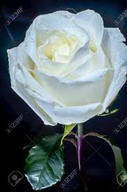A bouquet of red roses, decorated with a red ribbon and green foliage. Beautiful White Rose With Drops Of Dew On Black Background The Ability To Please The Beauty Stock Photo Picture And Royalty Free Image Image 109158403