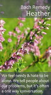 Bach Flower Remedy Heather Also A Good One For Those Who Are In The Habit Talking About Their Problems So M Bach Flower Remedies Flower Remedy Bach Flowers