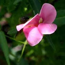 Image result for Sphenostylis