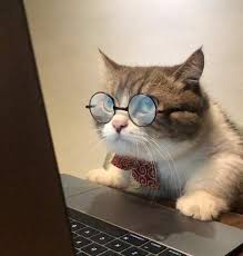 Mevviii On Twitter Susse Hunde Und Katzen Susse Katzen Hubsche Katzen