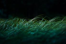 Effortlessly book the best lawn care dallas has to offer. Diamond Scenery