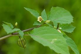 Image result for Physalis angulata
