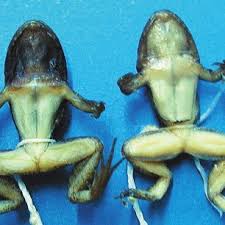 Image result for Ancistrorhynchus ovatus