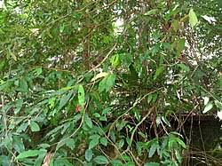 Image result for Syzygium niassense