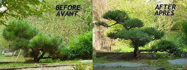 Niwaki Maintenance And Creating In Switzerland Near Geneva Niwaki Et Niwashi Zen Garden Japanese Garden Garden Japanese