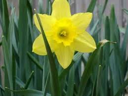 Andre Rieu Lara S Theme I Had A Music Box That Played Lara S Theme In My Teens I Read The Book Dr Zhivago But Ne Daffodils Andre Rieu Beautiful Songs