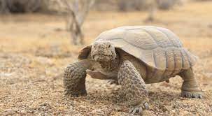 Desert Tortoise Facts Habitat Adaptations Threats Protection