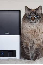 cleansing rituals protection spell and money spells call whatssapp 27786966898 email info drraheemspells com drraheem22 gmail com cat care cats pet camera