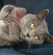 Adopt a British Shorthair kitten online-British Shorthair