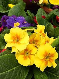 Early Spring Flowers That Can Take The Chill Early Spring Flowers First Flowers Of Spring Flowers