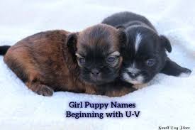 If, for example, you are a music lover, this can be an excellent name for your pup). Girl Puppy Names Beginning With U V Unusual Ultra Feminine Unique