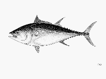 The pacific bluefin tuna (thunnus orientalis) is a predatory species of tuna found widely in the northern pacific ocean, but it is migratory and also recorded as a visitor to the south pacific. Thunnus Orientalis Pacific Bluefin Tuna Fisheries Aquaculture Gamefish