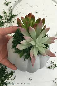 Fyi, my dollar tree and walmart did not carry wood. Diy Dollar Tree Fall Succulent Pumpkin Planter The Latina Next Door