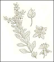 Image result for Scoparia dulcis